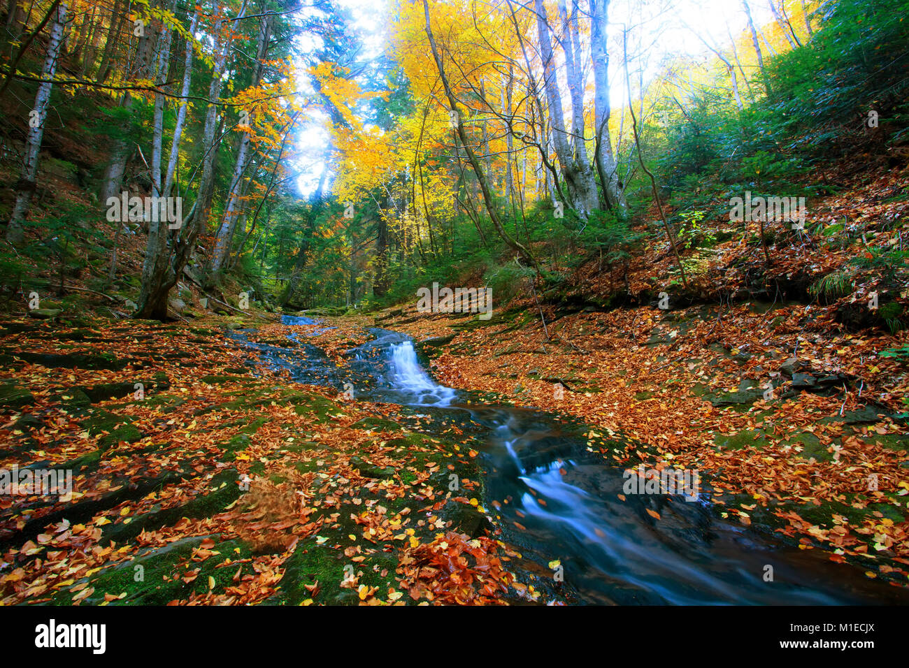 Bunte Herbst Wald mit einem kleinen Fluss in der Bulgarischen Rhodopen Gebirge Stockfoto