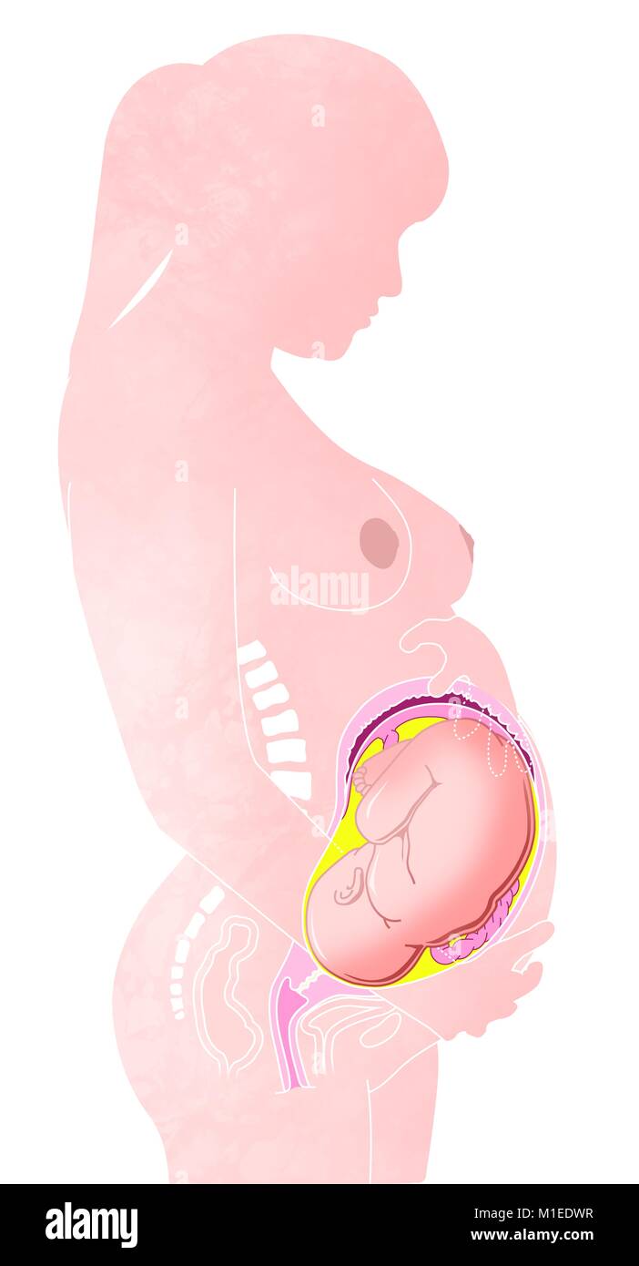 Schwangere Frau und Kind in der Gebärmutter. Bauch und fötales Wachstum Stockfoto