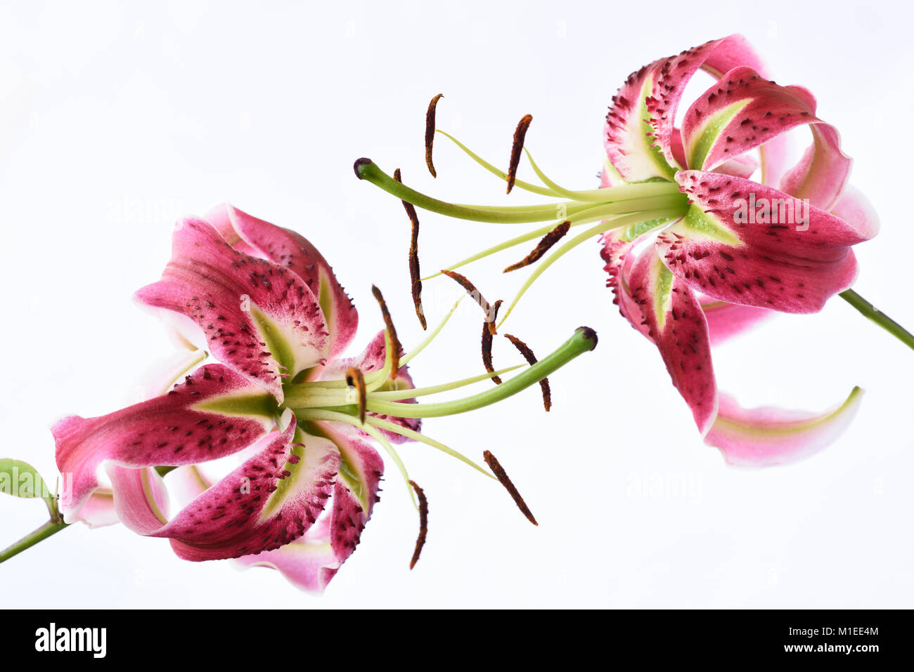 Lilium Lily Stockfoto
