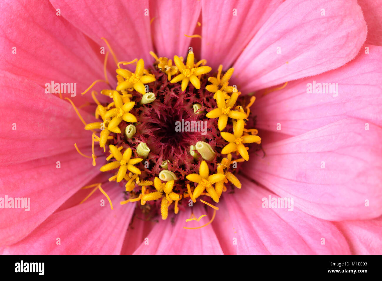 Zinnia elegans Stockfoto