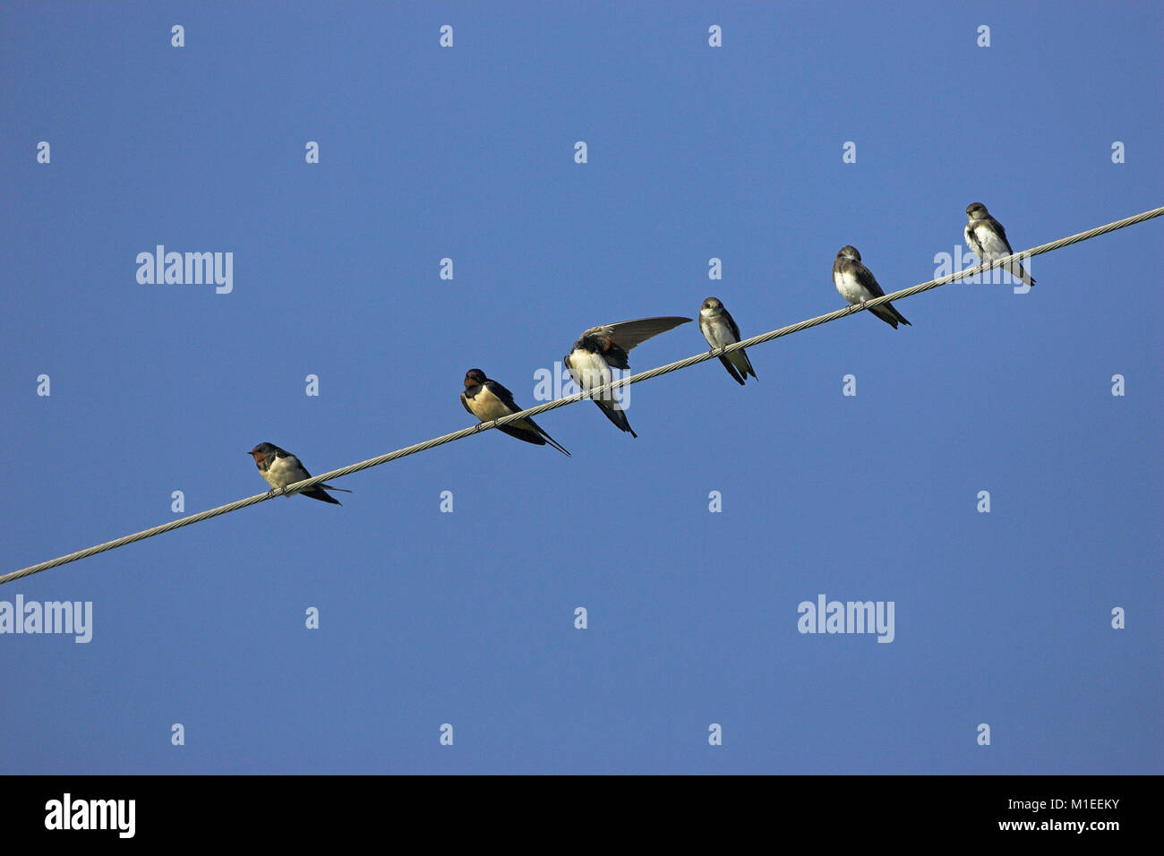 Scheune Hirundo rustica auf Migration Korsika Frankreich schlucken Stockfoto