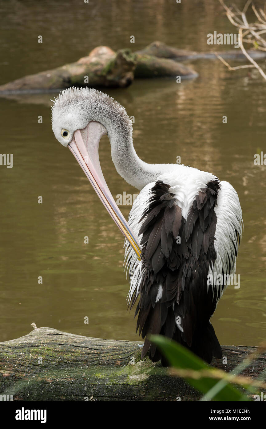 Schöne pelican hocken auf einem Baumstamm im Wasser. Stockfoto