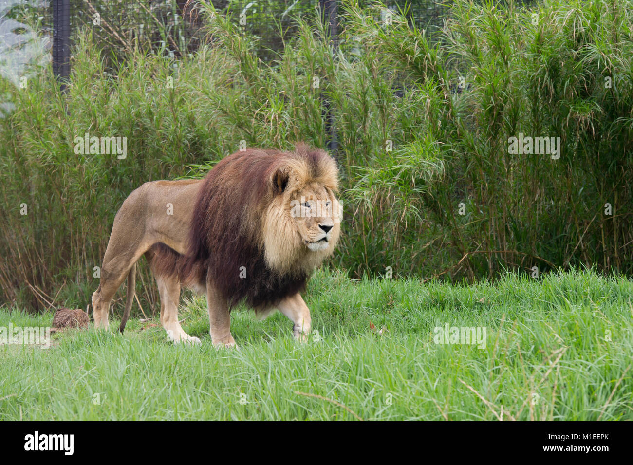Afrikanischer Löwe im Zoo in Melbourne, Australien Stockfoto