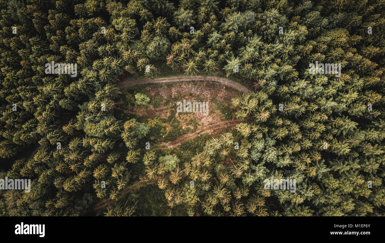 Forrest von oben Stockfoto