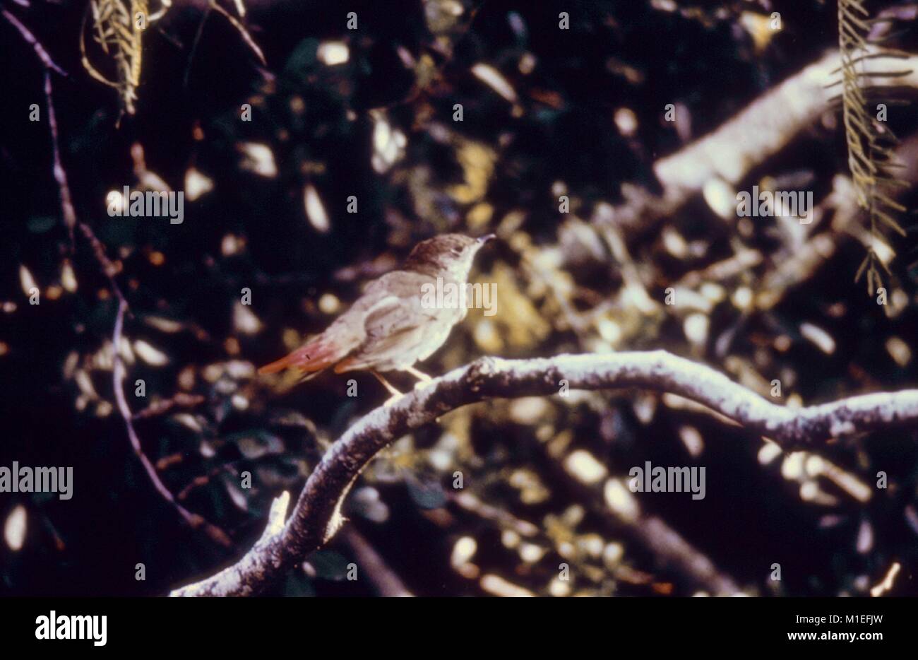 Profil anzeigen von einem kleinen Vogel, stehend auf einem Zweig, mit einer temporären rote Sprühfarbe Markierung auf seinem Schwanz, so dass es für 1974, Zentren für Krankheitskontrolle (CDC) Studie über Vogel-basierte arbovirus Infektionen, die auf den Menschen, wie zum Beispiel die West Nile Virus, 1974 übertragen werden kann, verfolgt werden können. Mit freundlicher CDC. () Stockfoto