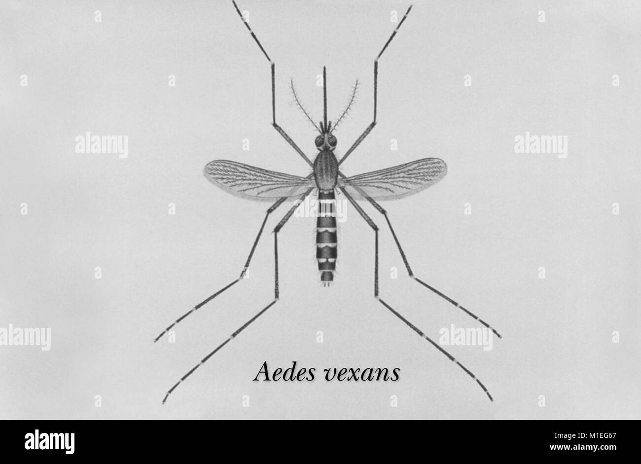 Abbildung eines erwachsenen Aedes vexans Moskito Moskito, eine der Arten, die in die West Nile Virus gefunden wurde, 1976. Mit freundlicher CDC/James Stewart. () Stockfoto