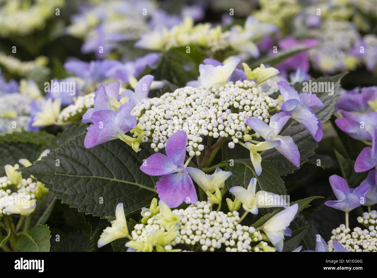 Hydrangea 'Erzähler' Blumen. Stockfoto