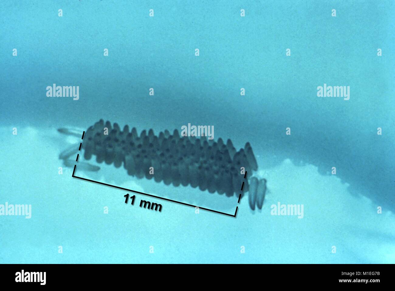 Foto von einem Moskito ei Floß, mit sichtbaren Notation von Länge, 1976. Mit freundlicher CDC. () Stockfoto