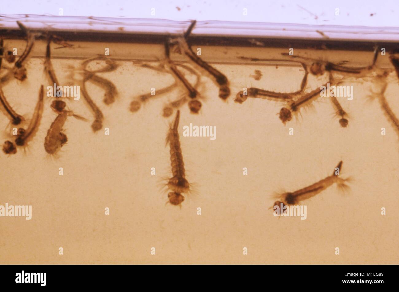 Makro Foto von Mückenlarven mit prominenten Atmung Siphons, an der Oberfläche einer Wasserprobe, 1976 versammelt. Mit freundlicher CDC. () Stockfoto
