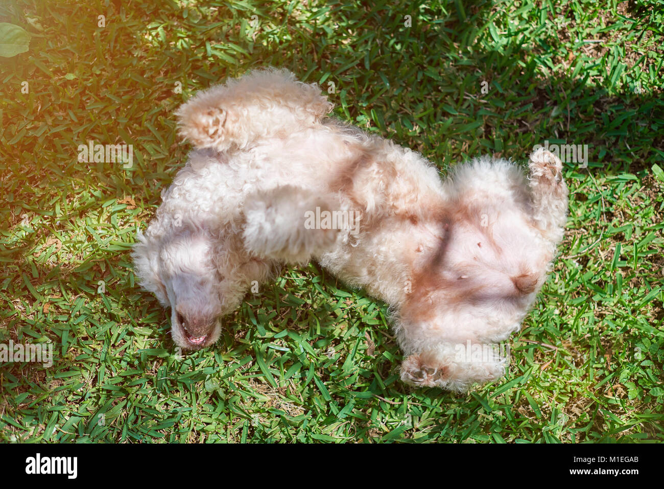 Weißer Pudel Hund spielen auf grünem Gras. Oben zur Festlegung der Pudel Stockfoto