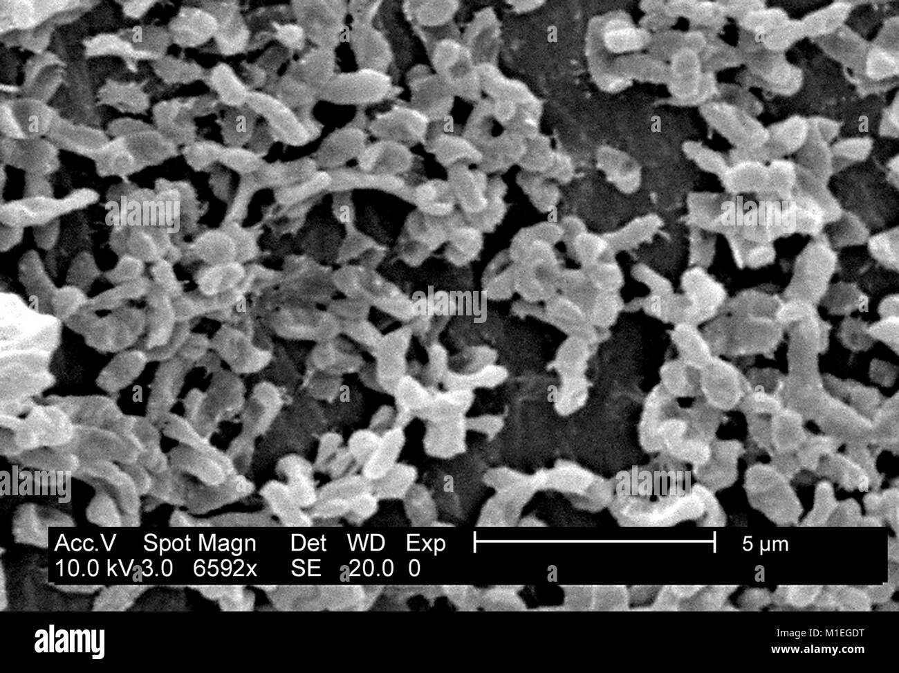 SEM micograph einer Kolonie von S. mirabilis (ATCC 29906), ein gram