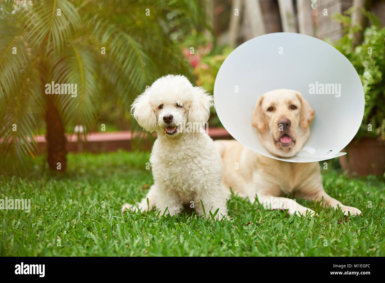 Gesunde weisse Pudel Hund mit Labrador Freund lag auf Gras Stockfoto