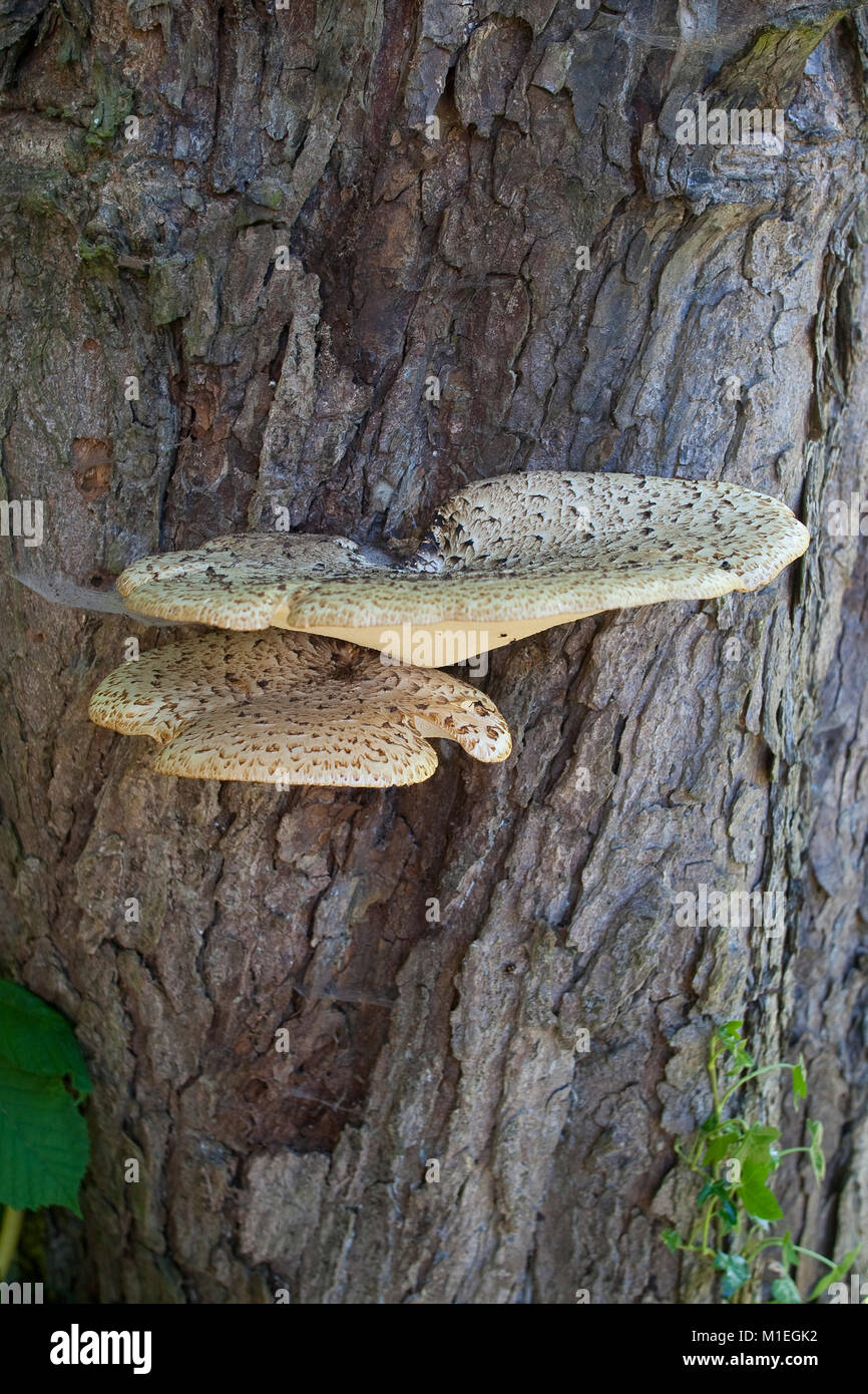 Schuppiger Porling, Schuppiger, Schwarzfußporling Stielporling, Polyporus Squamosus, Baumpilz eine Alter, Absterbender Kastanie, die dryaden Sattel, Pheasan Stockfoto