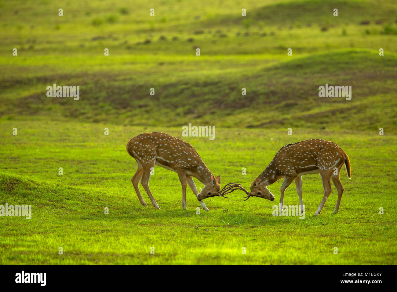 Rehe Verriegelung Hörner in der Brutzeit Stockfoto