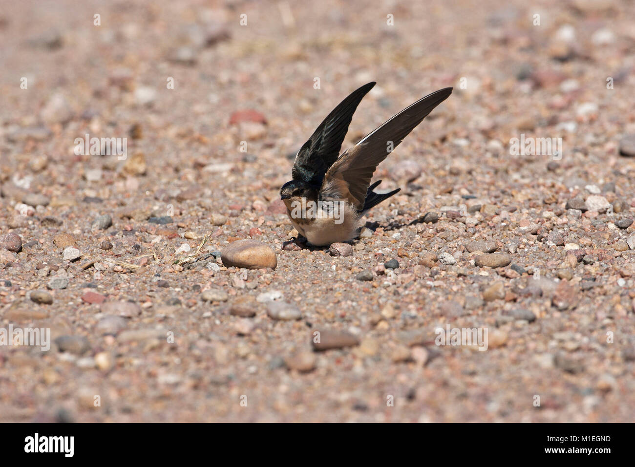 Rauchschwalbe Hirundo rustica Staub baden Cheyenne Bottoms Wildlife Area Kansas USA Stockfoto