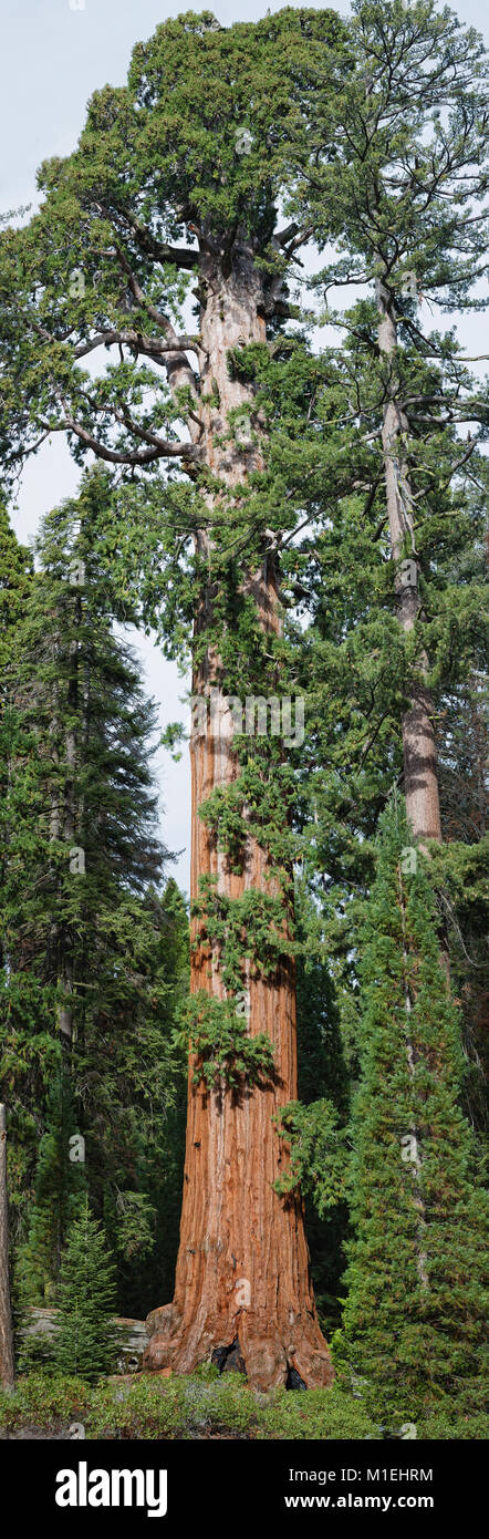 Die volle Höhe des gigantischen Sequoia Baum Stockfoto