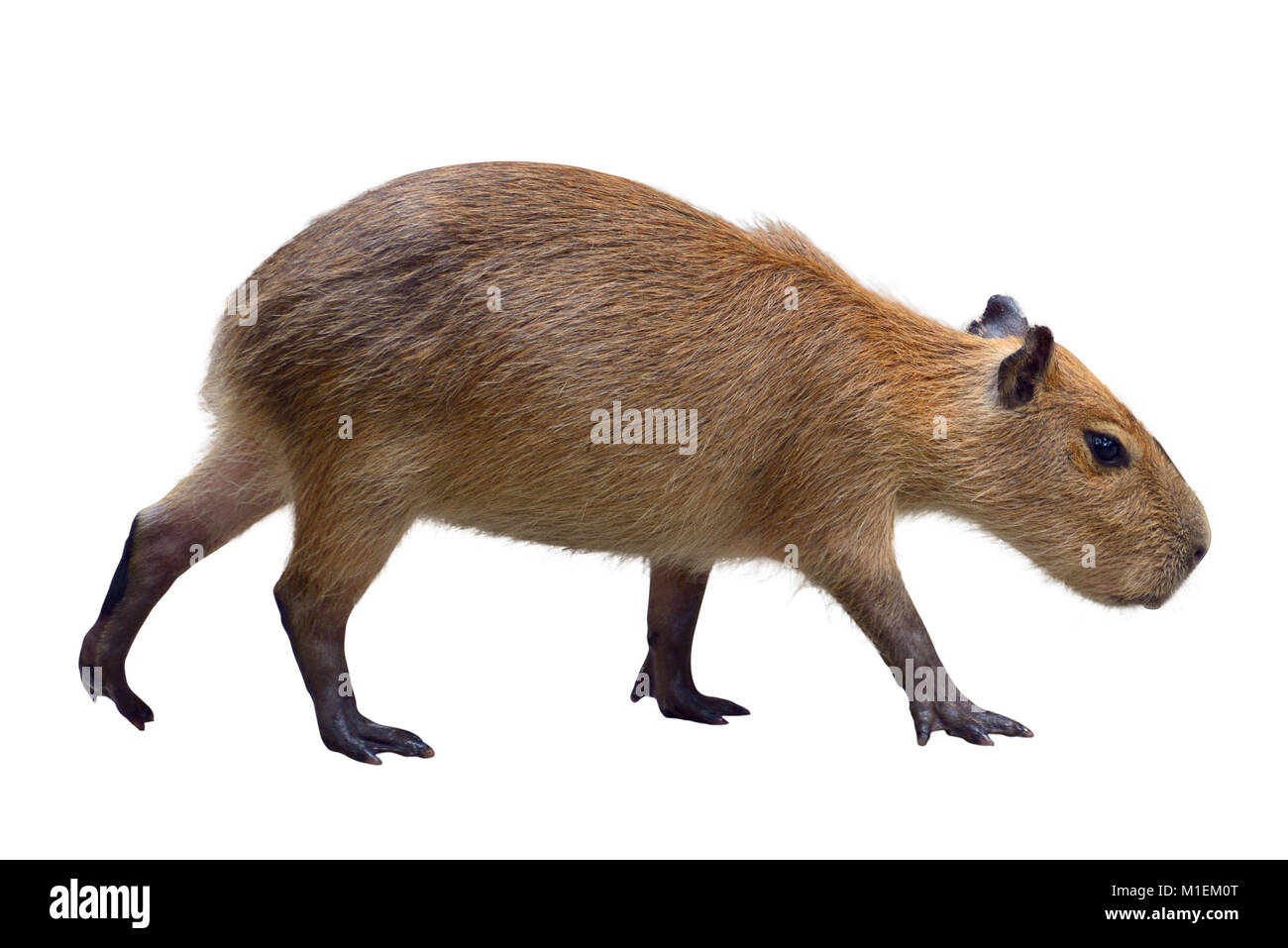 Capybara isoliert auf weißem Stockfoto