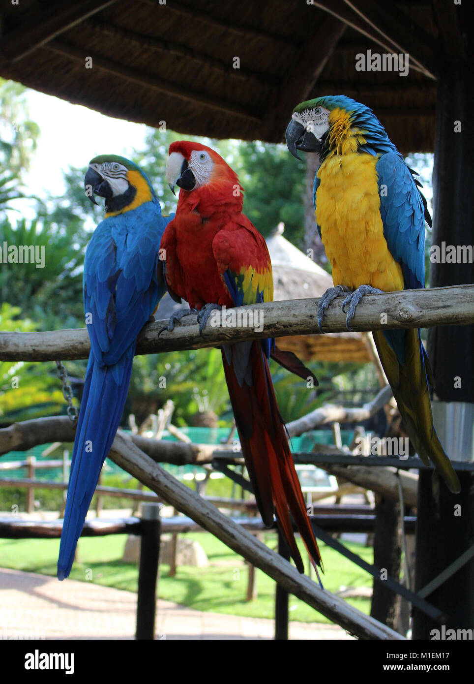 Aras im Bird Park von Monte Casino, Südafrika Stockfoto