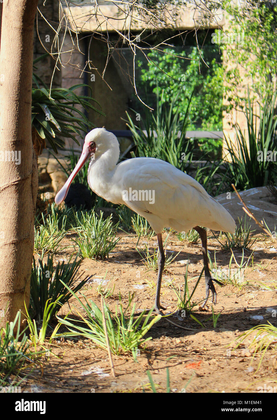 Löffler in einem Vogel Park, Südafrika Stockfoto