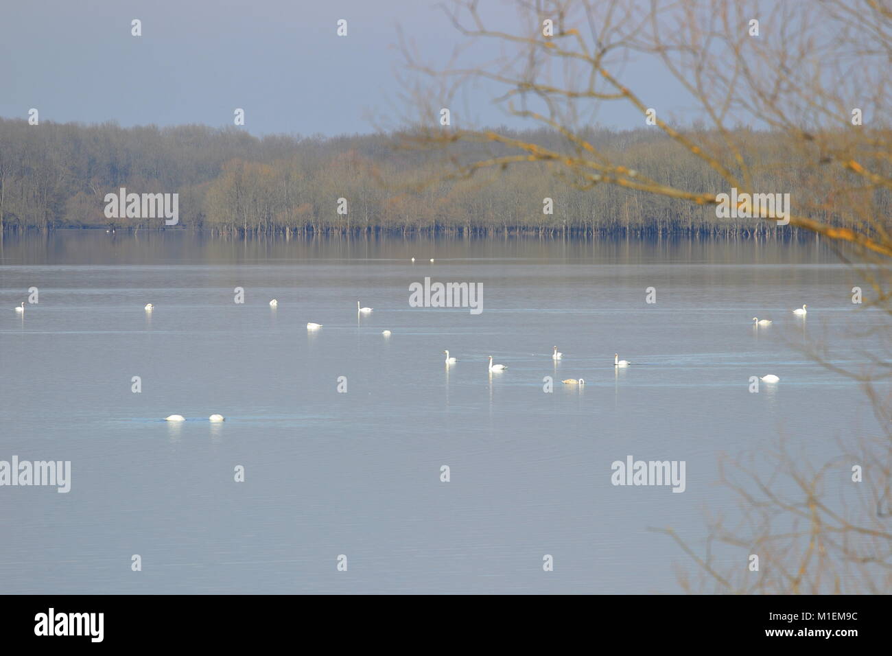 Schwäne am See Stockfoto