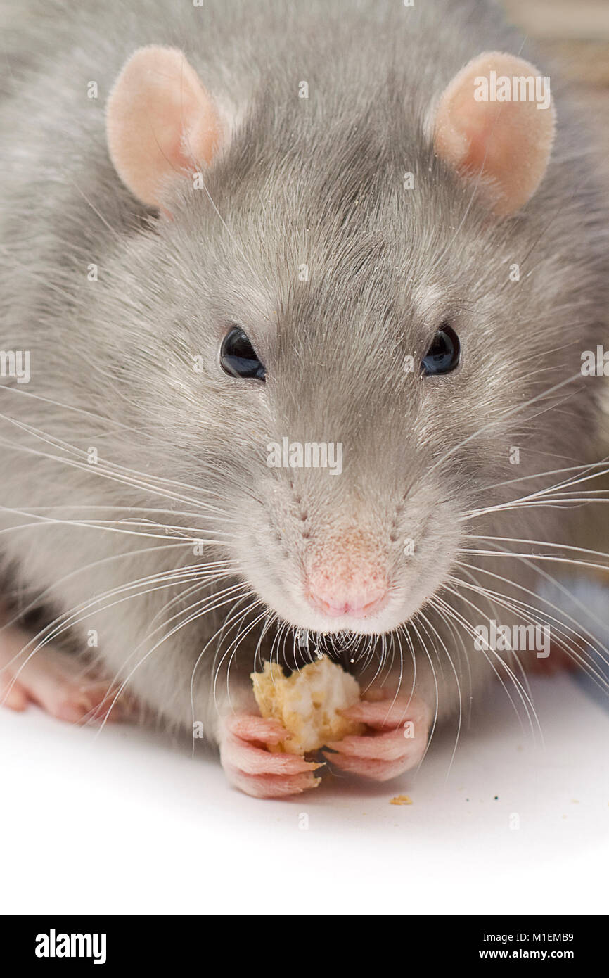 Graue Ratte essen Cookies - close-up Stockfoto