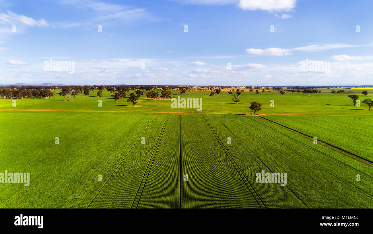 Grüne wachsenden remote Mais Ackerland Feld in regionalen ländlichen Victoria von Australischen Kontinent an einem sonnigen Sommertag unter blauem Himmel im Luftbild in Richtung Stockfoto