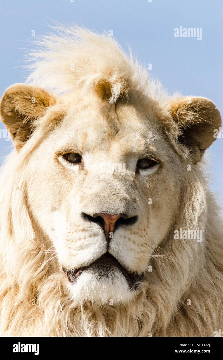 Männliche Afrikanischen weiße Löwe (Panthera leo) Smarden Big Cat Sanctuary Kent UK Stockfoto