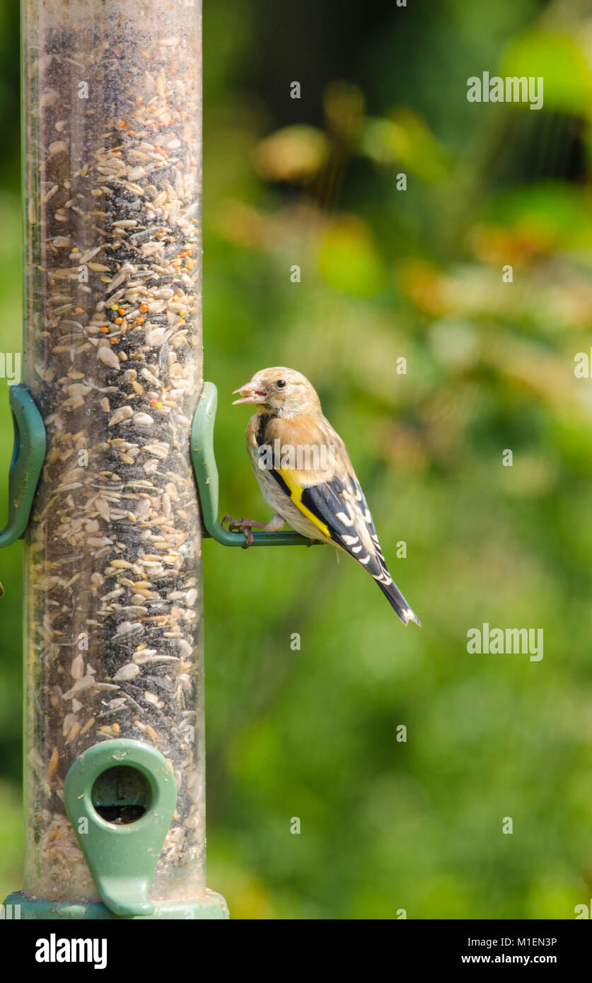 Unreife Stieglitz (Carduelis carduelis) erkennbar von seinem Mangel an roten Gesicht. Schinken Wand Naturschutzgebiet Ascott UK Stockfoto