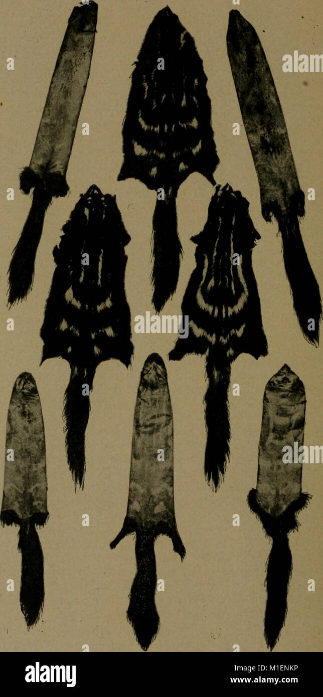 Dieser Leitfaden von Andersch Bros. 1906 bietet detaillierte Informationen über Pelztiere in Nordamerika, wobei der Schwerpunkt auf ihre vermarktbaren Häute und die Praktiken der Jagd und des Fallens liegt. Stockfoto