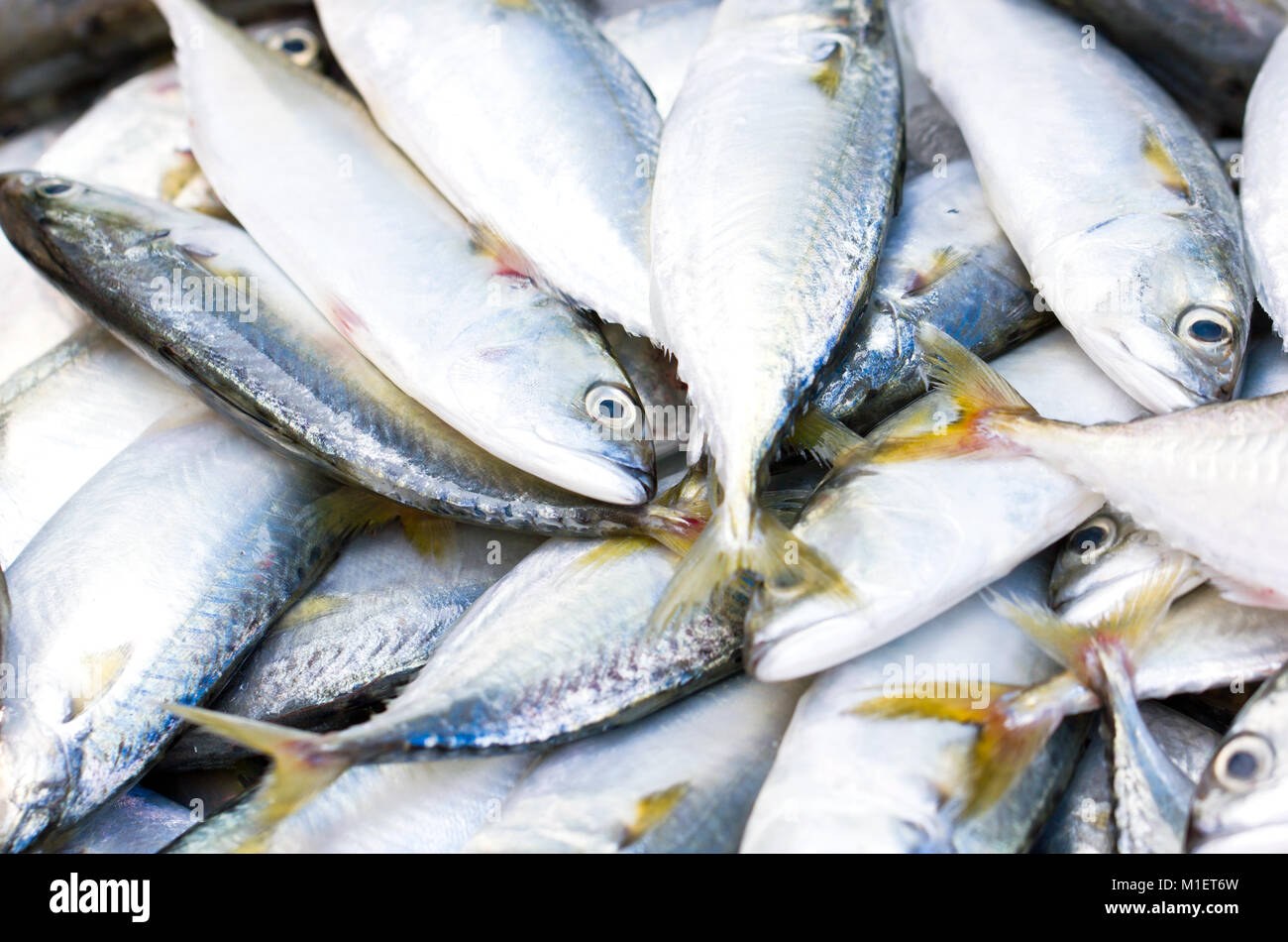 Frische rohe Makrele Fisch im Markt. Stockfoto