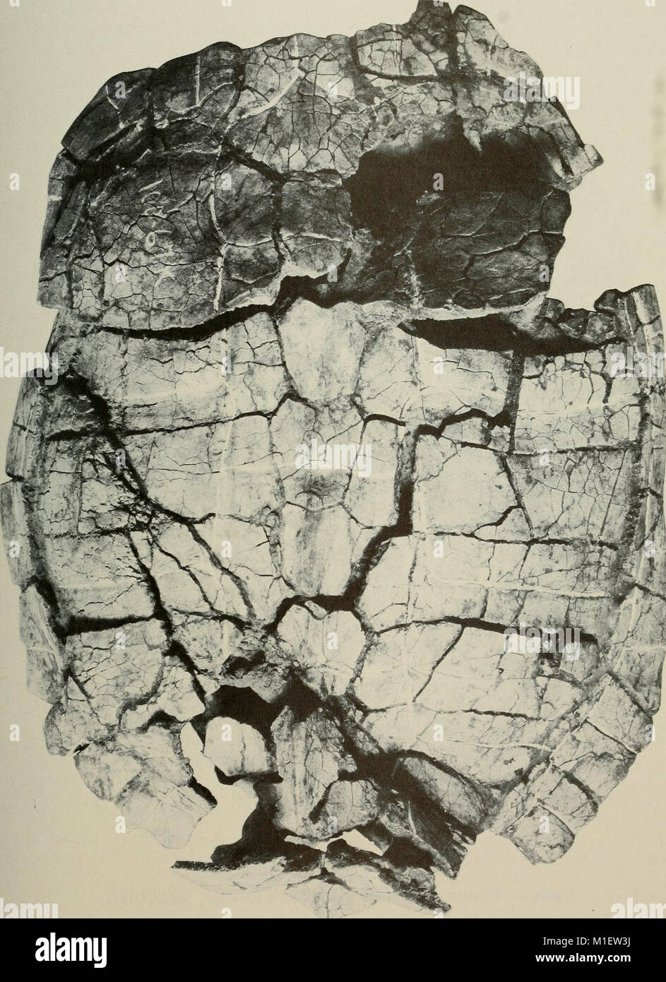 Fortschritte in der Herpetologie und Evolutionsbiologie - Essays zu Ehren von Ernest E. WILLIAMS (1983) (17752740939) Stockfoto