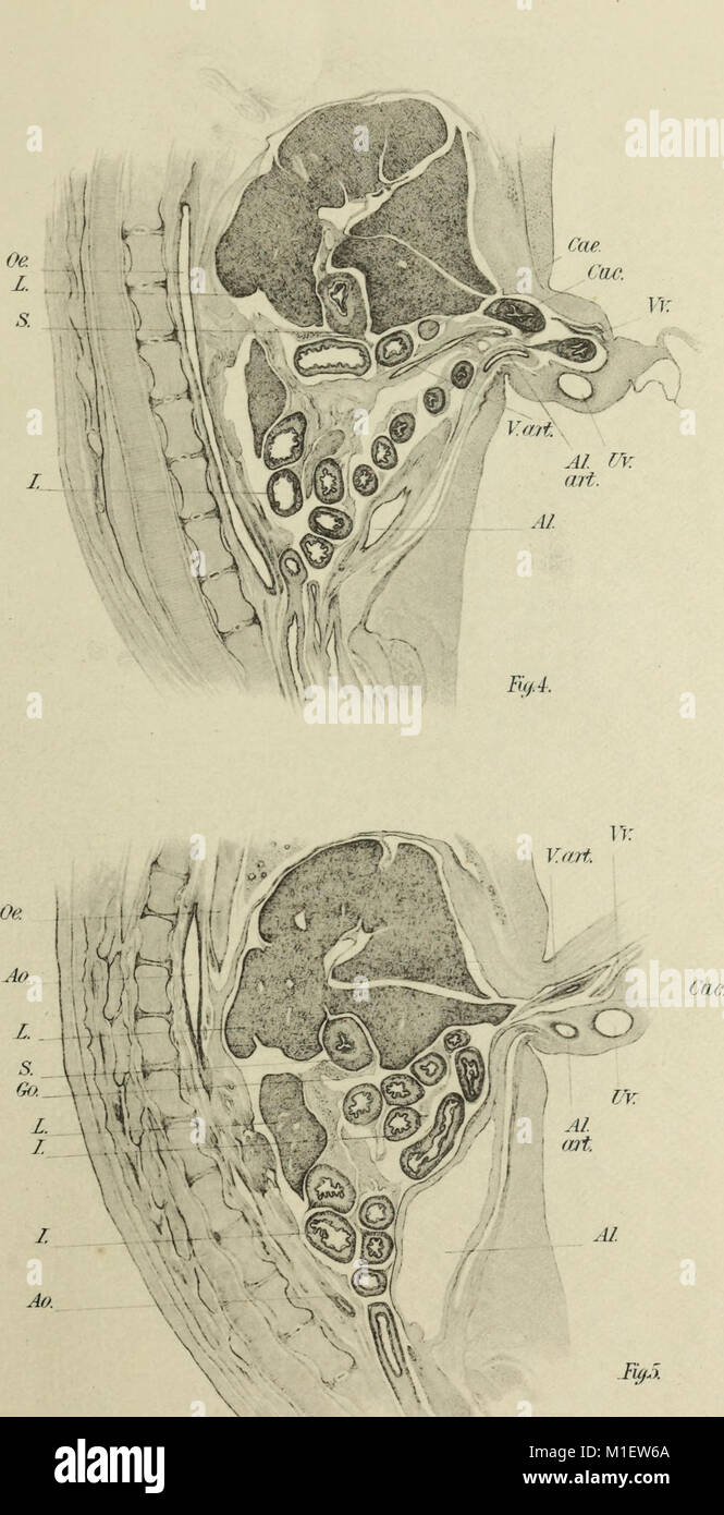 Weitere Beobachtungen auf die Morphologie der Verdauungstrakt der Katze (1900) (16771791572) Stockfoto