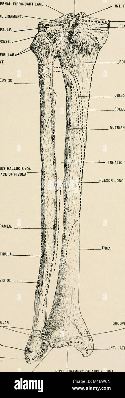 Anatomie in einer Nußschale - eine Abhandlung über die Anatomie des Menschen in seiner Beziehung zu Osteopathie (1905) (18006561190) Stockfoto