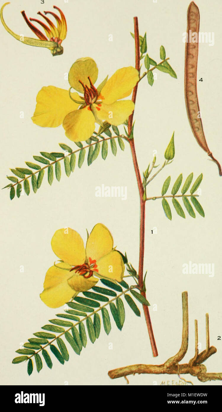Addisonia (1916–1964) ist eine botanische Publikation mit farbigen ...