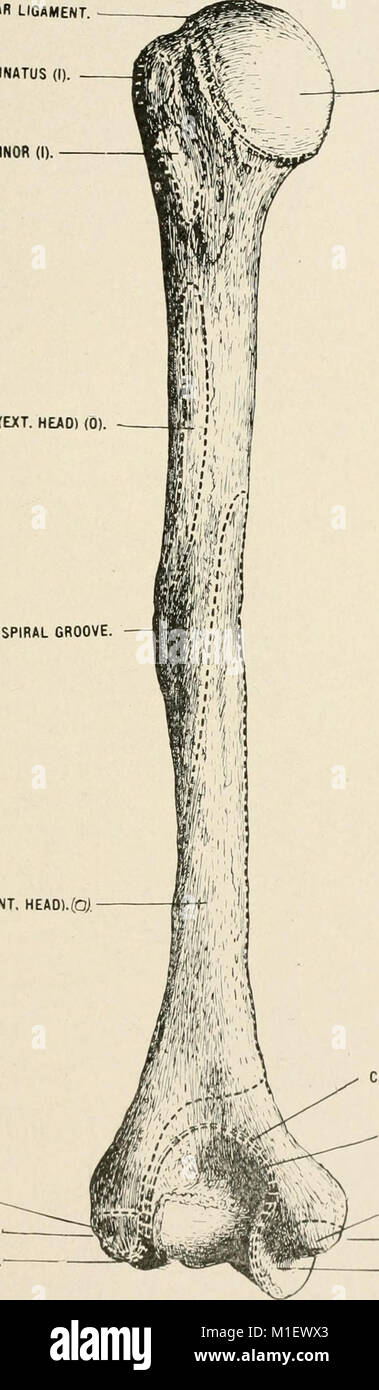 Anatomie in einer Nußschale - eine Abhandlung über die Anatomie des Menschen in seiner Beziehung zu Osteopathie (1905) (18167717646) Stockfoto