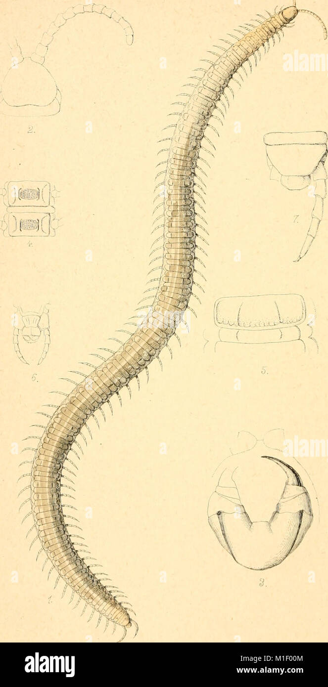 Acari, Myriopoda et Scorpiones, hucusque in Italia reperta (verwischt. 1-4) (1882-97) (16562272647) Stockfoto