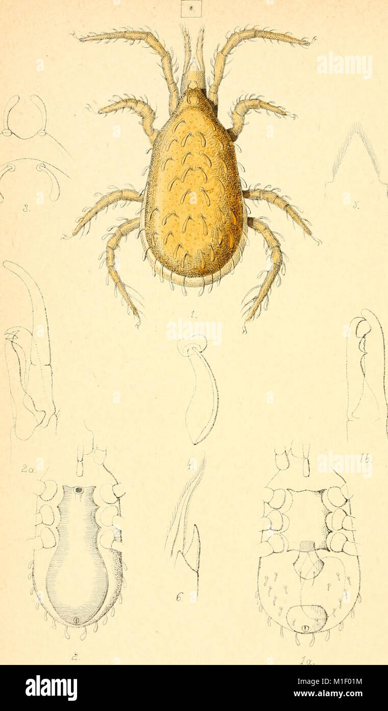 Acari, Myriopoda et Scorpiones, hucusque in Italia reperta (verwischt. 1-4) (1882-97) (16769526715) Stockfoto