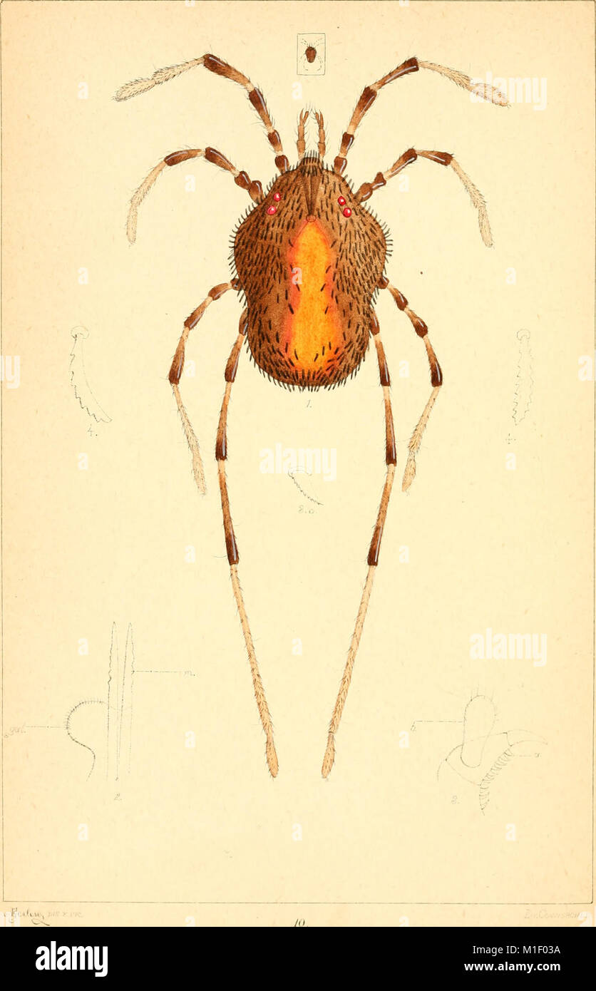 Acari, Myriopoda et Scorpiones, hucusque in Italia reperta (verwischt. 1-4) (1882-97) (16743632206) Stockfoto