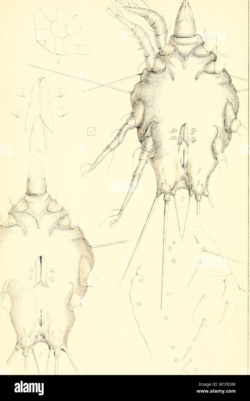 Diese Arbeit, die zwischen 1882 und 1897 veröffentlicht wurde, katalogisiert die in Italien gefundenen Arachniden, Myriapoden und Skorpione. Sie enthält detaillierte Beschreibungen und Klassifizierungen dieser Arten, die wertvolle Daten für entomologische und zoologische Studien liefern. Stockfoto