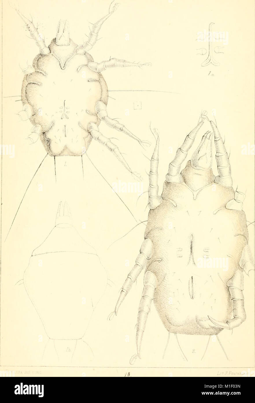Acari, Myriopoda et Scorpiones, hucusque in Italia reperta (verwischt. 1-4) (1882-97) (16769503565) Stockfoto