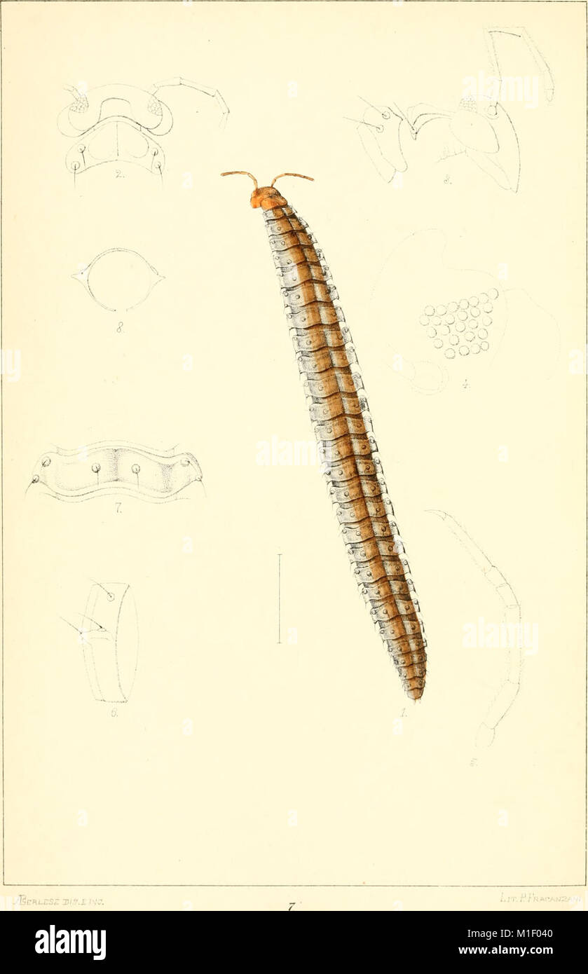 Acari, Myriopoda et Scorpiones, hucusque in Italia reperta (verwischt. 1-4) (1882-97) (16149573343) Stockfoto