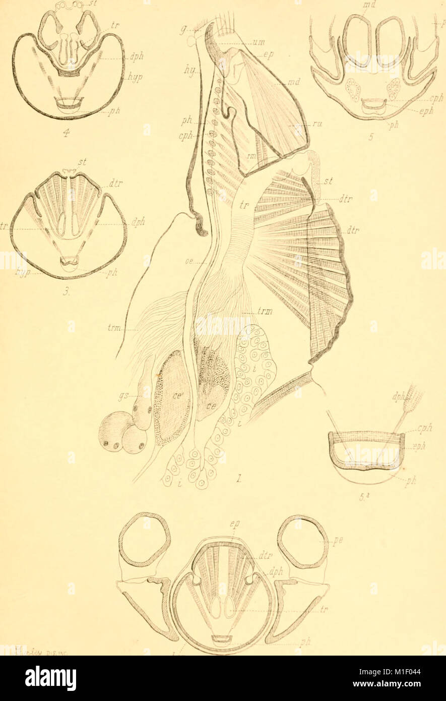 Acari, Myriopoda et Scorpiones, hucusque in Italia reperta (verwischt. 1-4) (1882-97) (16768345541) Stockfoto