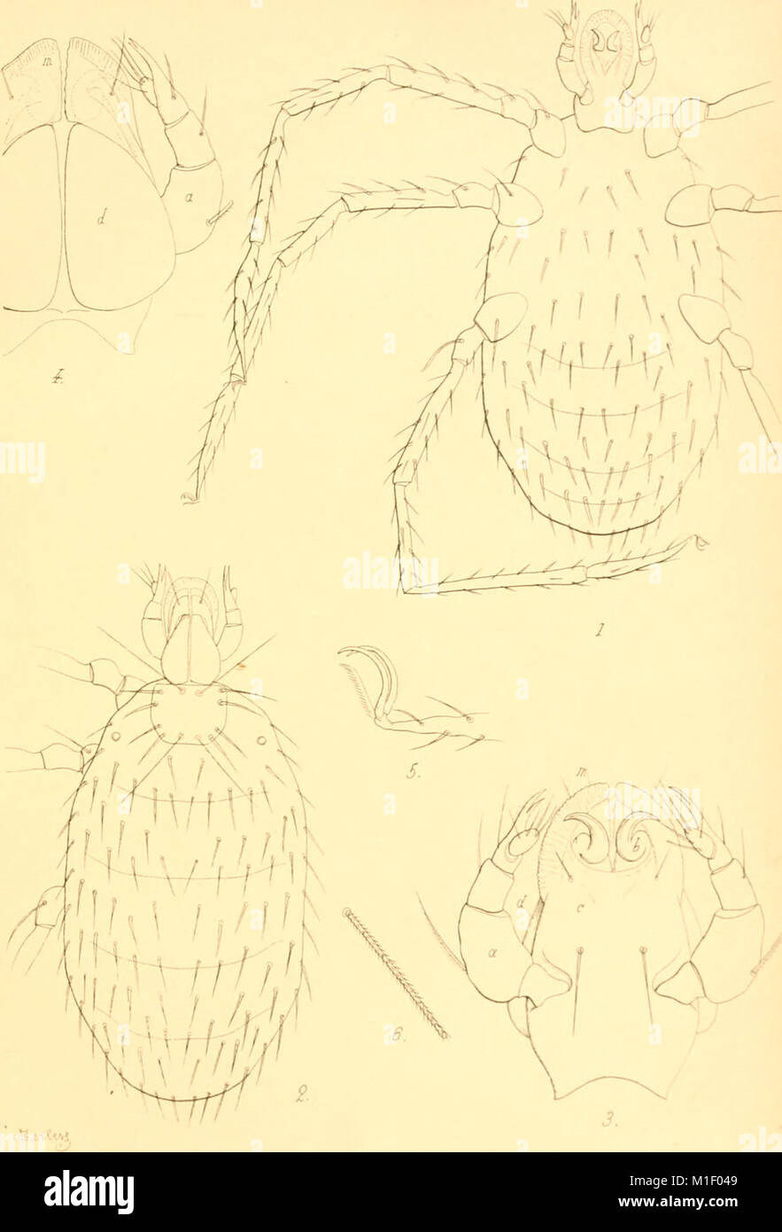 "Acari, Myriopoda et Scorpiones, hucusque in Italia reperta" (1882-97) dokumentiert die Befunde verschiedener Milbenarten (Acari), Tausendfüßler (Myriopoda) und Skorpione in Italien. Die Arbeit ist ein wichtiger Beitrag zur Erforschung von Arthropoden in der Region. Stockfoto