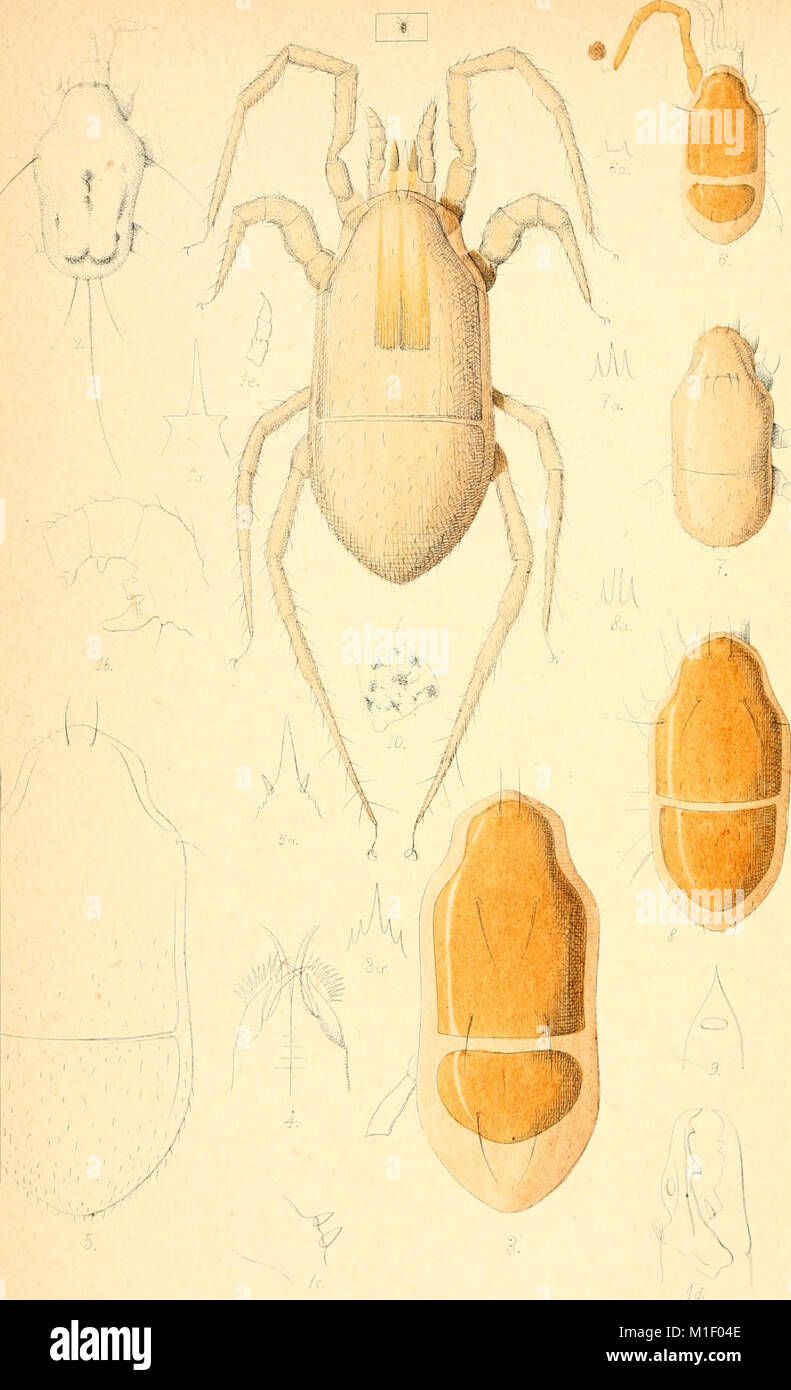 Diese Arbeit (1882–97) konzentriert sich auf die Arten von Acari, Myriopoda und Skorpionen in Italien. Sie enthält eine detaillierte Beschreibung dieser Arthropodengruppen und untersucht deren Vielfalt, Verteilung und ökologische Rolle in italienischen Ökosystemen. Stockfoto