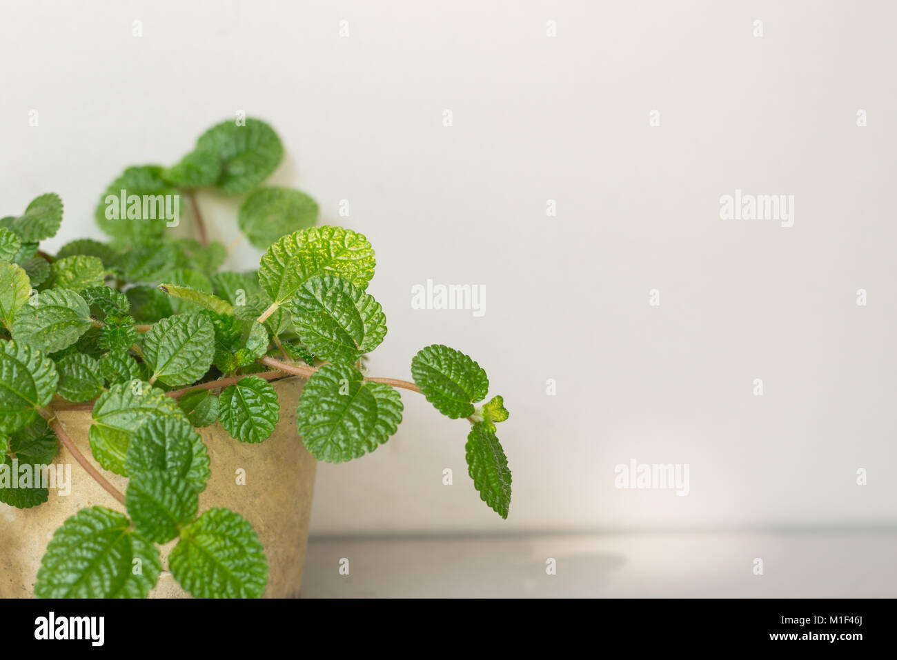 Frische grüne Natur mit White Boards im Hintergrund, kopieren Platz für Text Stockfoto