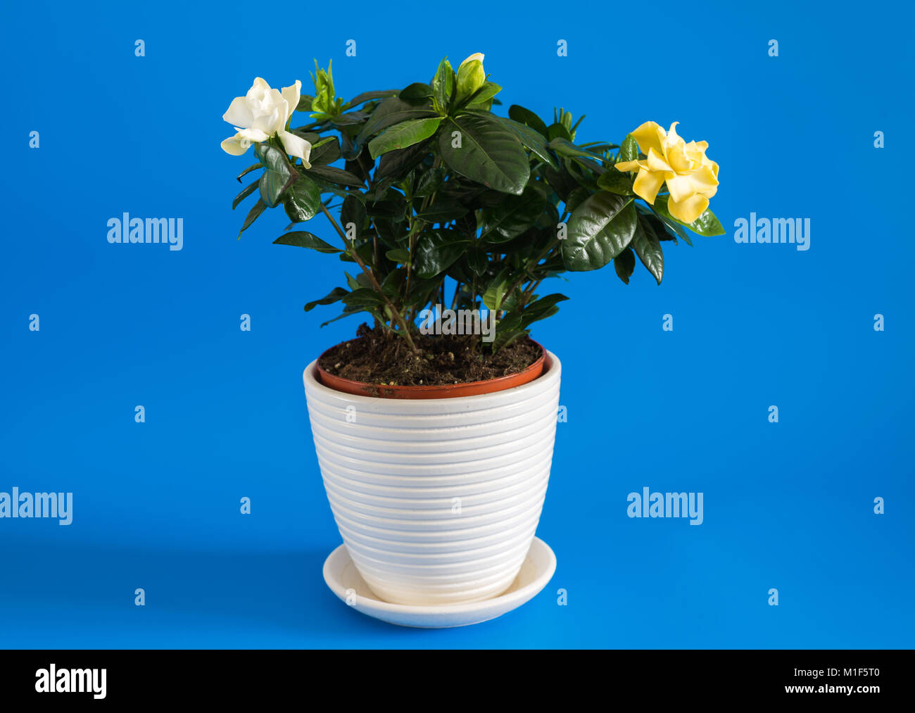 Gardenia Jasmin auf blauem Hintergrund. Stockfoto