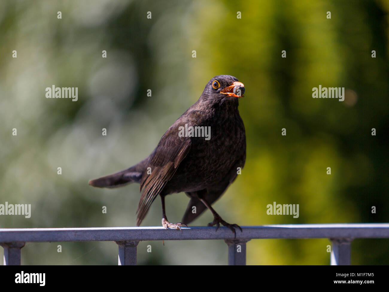 Eine Amsel mit einer Beere Sitzstangen auf einem Geländer auf einem hellen, sonnigen Tag. Stockfoto