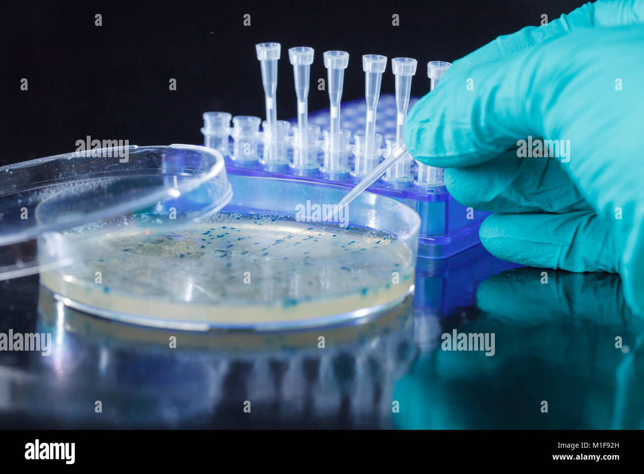 Wissenschaftler Hand greift Bakterienkolonien für das Klonen von transgenen Vektor in die Plasmid-DNA Stockfoto
