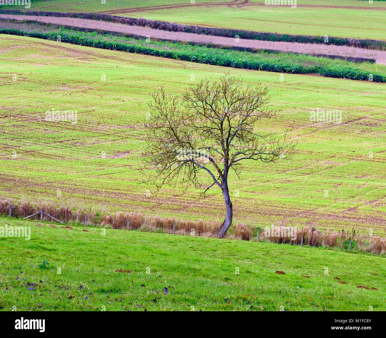 Eine isolierte Baum wirkt als Brennpunkt gegen den gestreiften Felder der markanten Cotswolds Landschaft. Stockfoto