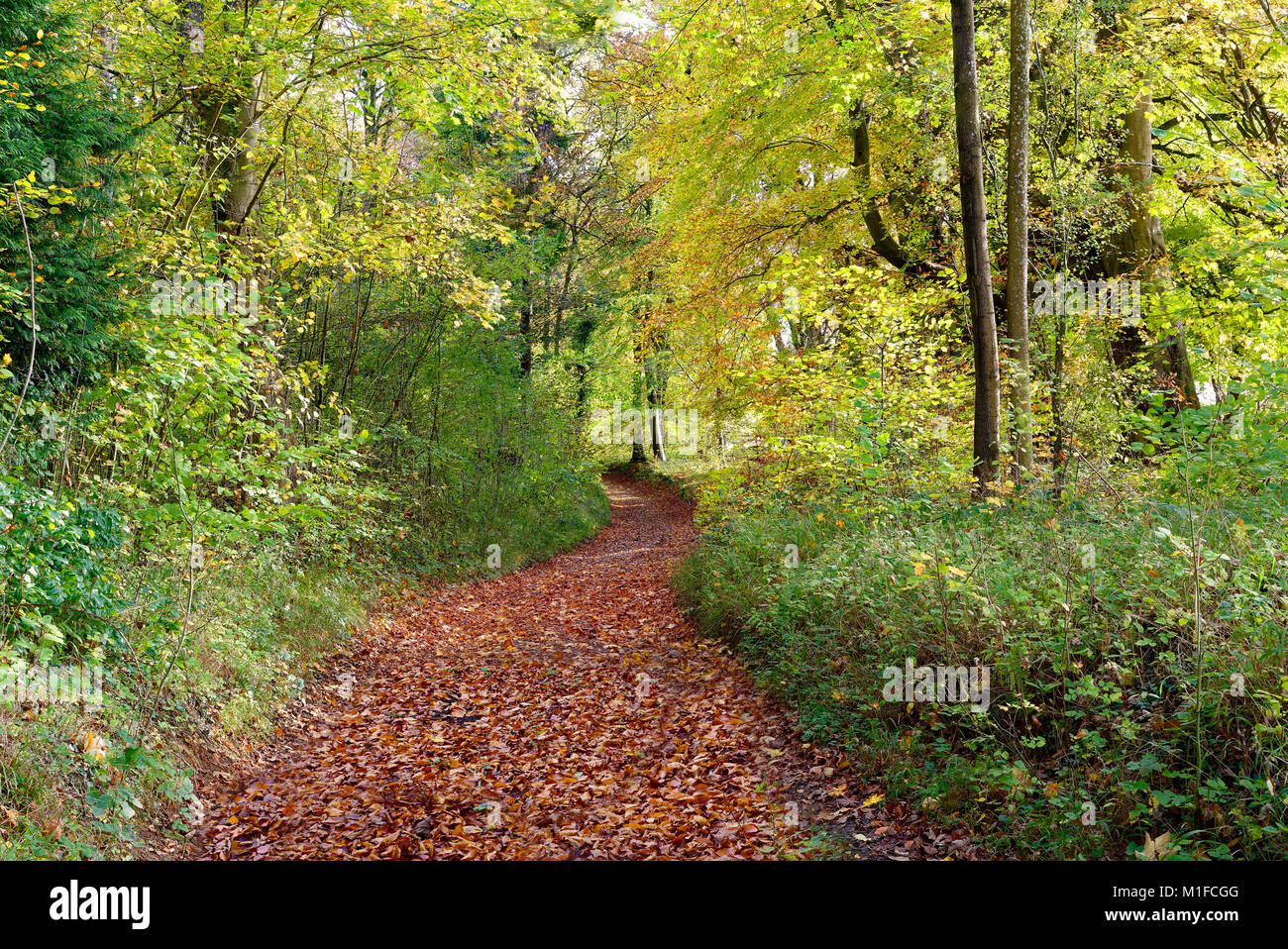 Eine frühe Herbst Blick auf einem Blatt bedeckt Wanderweg in Withington Woods, Gloucestershire, England, Großbritannien Stockfoto